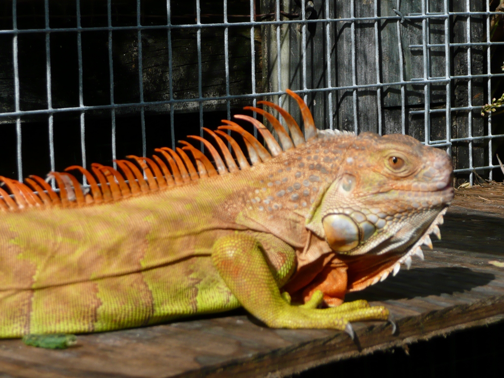 red green iguana