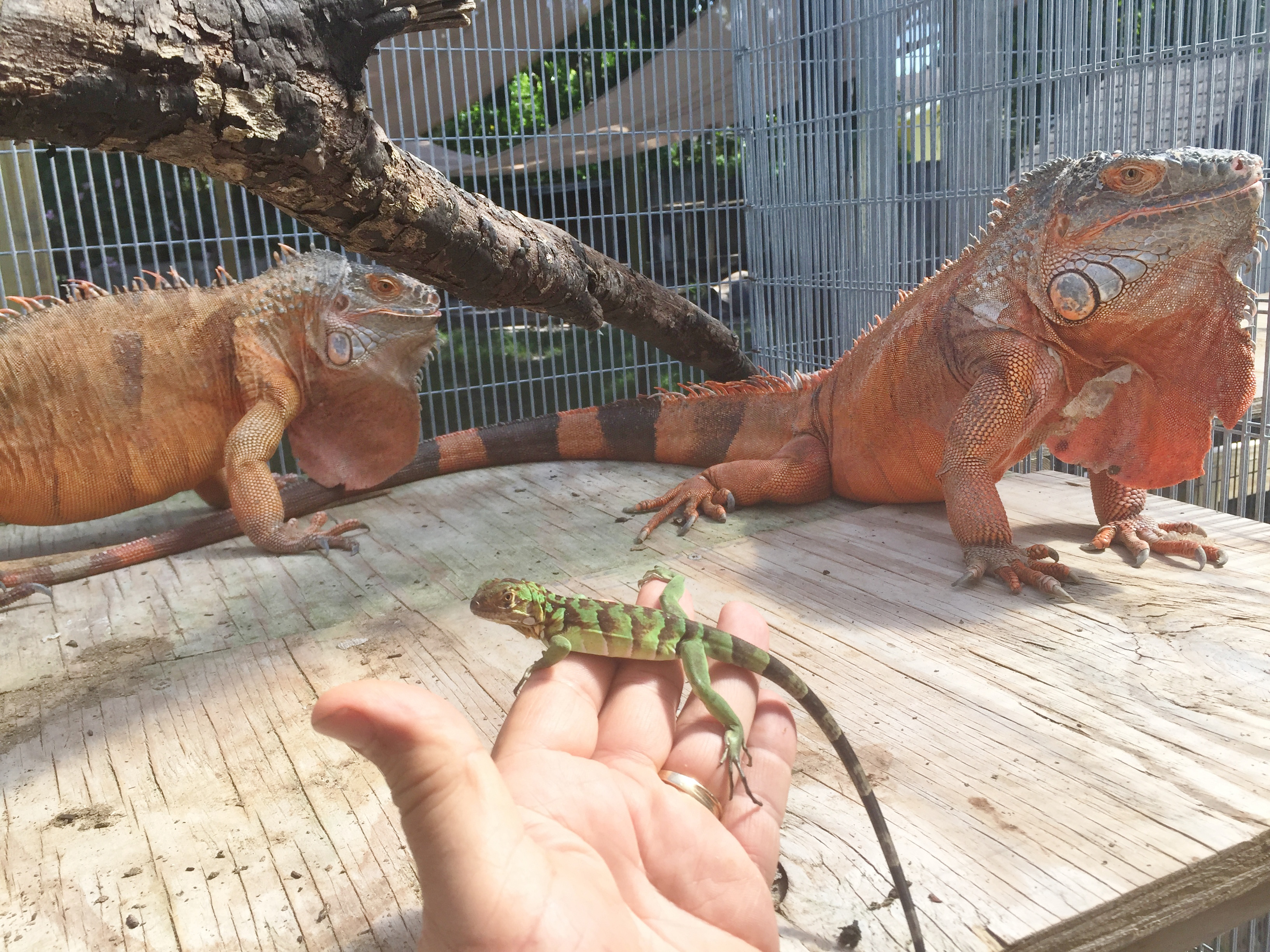 red green iguana