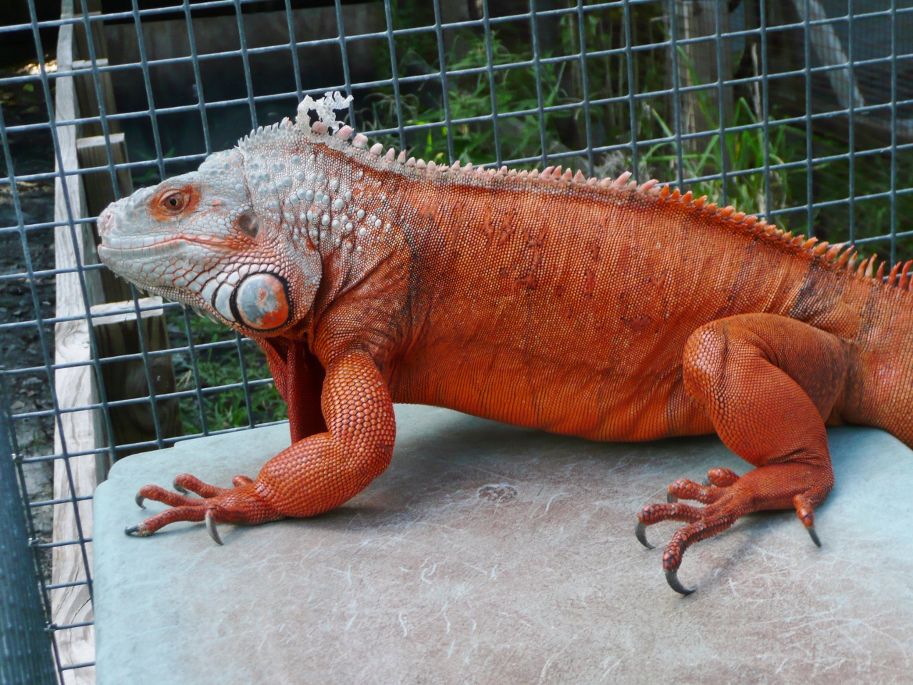 red green iguana