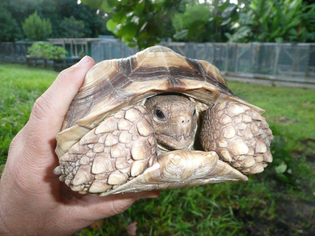 greek spur thighed tortoise for sale