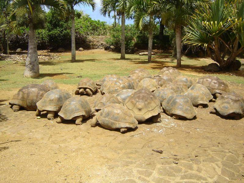Adults-Mauritius.jpg