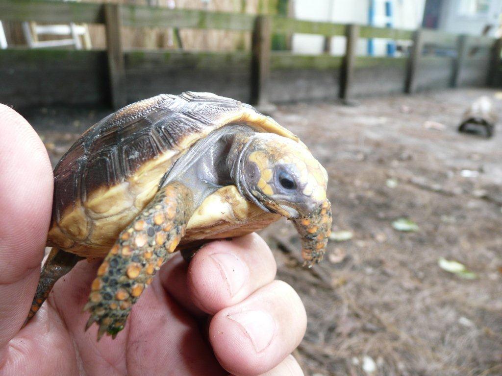 Amazon Basin Yellow Foot Florida Iguana Tortoise Breeders