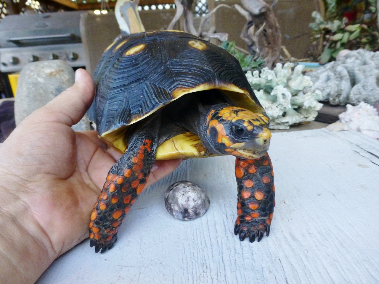 Giant Barbados Redfoot Florida Iguana Tortoise Breeders