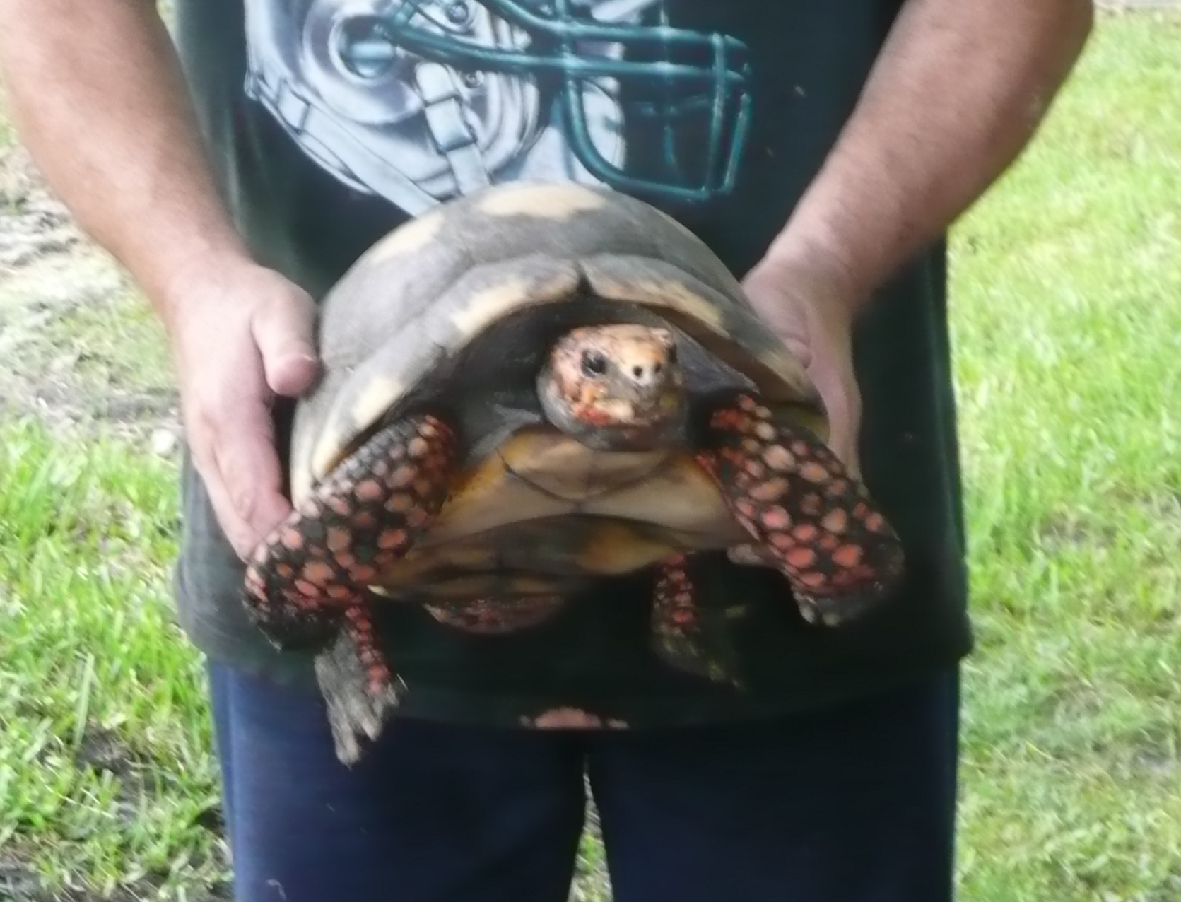 Albino Red Foot Tortoise