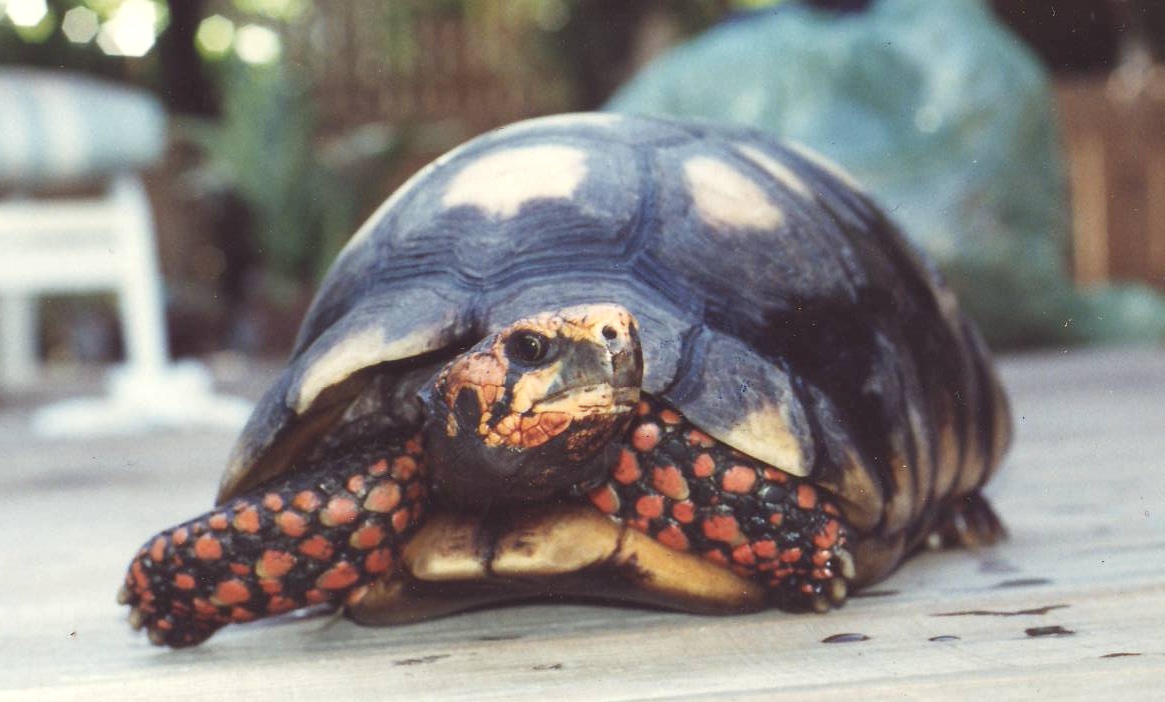 Red Foot Florida Iguana Tortoise Breeders